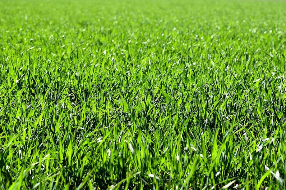 Read more about the article Tips for Efficient Grassland Management